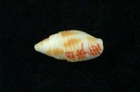 藏品(粗斑筆螺)的圖片